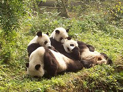 Save this Panda Family