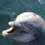Dolphin Safe / Dolphin Friendly