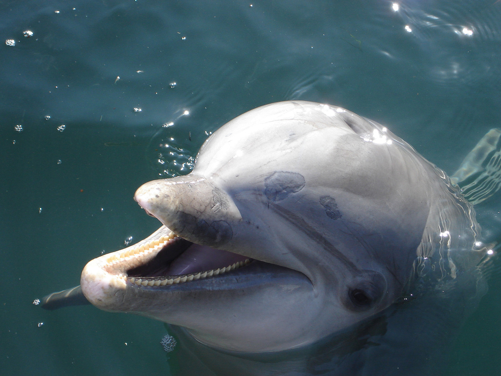 Green Behavior: Dolphin Safe / Dolphin Friendly