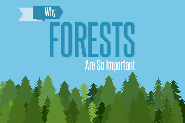 Green Behavior: Infographic: The Importance of Forests