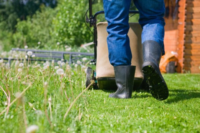 Green Behavior: 5 Organic Garden Pest Control Tips
